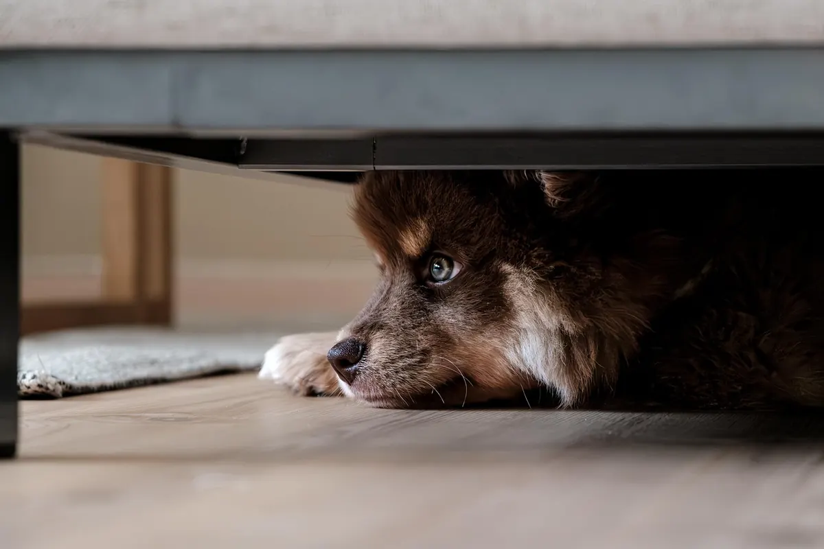 Choosing Your Dog's First Toys: A Beginner's Guide by Age, Size and Play Style