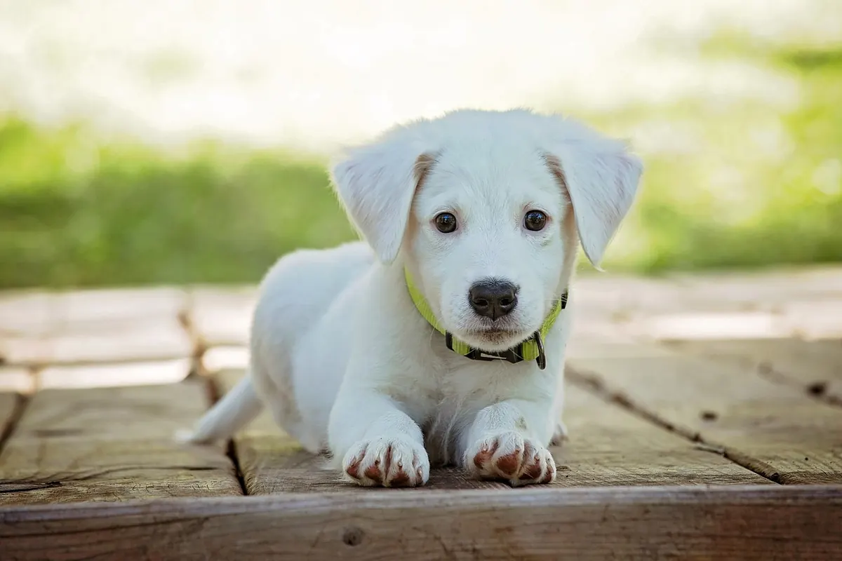 Pet Health